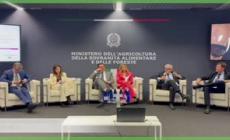 Vinitaly, Ismea: l'Italia dei vini vale 14 miliardi