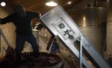 Cile, un'azienda vinicola inizia l'imbottigliamento