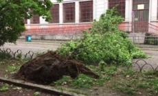Maltempo a Milano, cade un albero davanti all'ingresso di una scuola