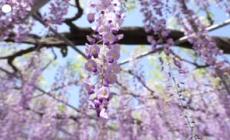 In migliaia in Giappone per lo spettacolo dei glicini in fiore