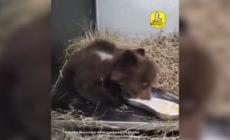 Salvata una cucciola di orso bruno nel Molisano