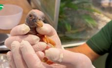 Al Bioparco di Roma per la prima volta la rara nascita di un avvoltoio Papa