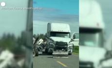 Usa, 250 milioni di api libere dopo l'incidente a un camion