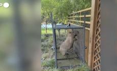 Cina, rirtrovato il capibara Doubao fuggito dallo zoo due mesi fa