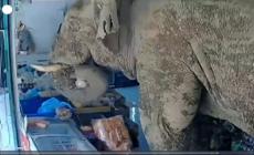 Thailandia, lo "spuntino" dell'elefante al mini-market