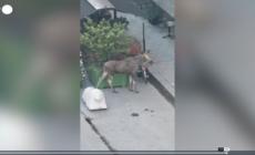 Stoccolma, passeggiata in centro fatale per un giovane alce