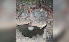 Tartaruga Caretta Caretta depone uova sulla spiaggia di Campomarino
