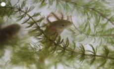 Messico, la sfida di alcuni pescatori per salvare l'"achoque" dall'estinzione