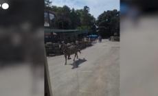 Serbia, zebra in fuga nello zoo di Belgrado