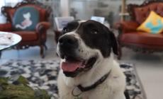 Il cane Sansone ferito con un fucile nel Bresciano, indagano i carabinieri
