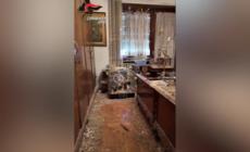 Animali mal tenuti in casa: blitz dei carabinieri a Torino