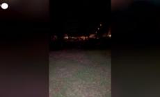 Due Wallabies in fuga tra Belgio e Francia, uno catturato a Wattrelos