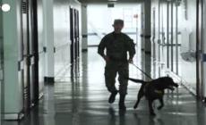 Colombia, pet therapy: i cani aiutano i soldati feriti in ospedale