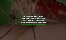 Seconda vittima della febbre West Nile nel Lazio, sintomi gravi nell'1% dei casi
