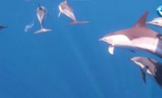 Avvistati 70 delfini con cuccioli nel Golfo dell'Asinara