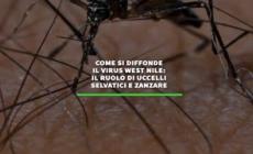 Come si diffonde il virus West Nile: il ruolo di uccelli selvatici e zanzare