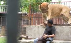 Thailandia, aumentano i leoni cresciuti in cattivita'
