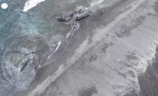 Tsunami in Giappone, diverse balene morte spiaggiate a Tateyama - Video