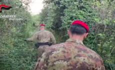Scoperta in Calabria una piantagione con duemila piante di marijuana