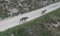 Tra sentieri e ruscelli, lupi a spasso in Val di Rhemes
