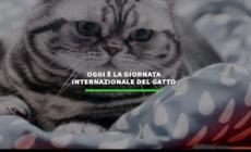 Oggi e' la giornata internazionale del gatto