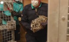 Inghilterra, esami per il nuovo cucciolo di leopardo delle nevi dello zoo di Chester - Video