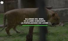 Allarme nel Wwf, in 25 anni dimezzata la popolazione dei leoni