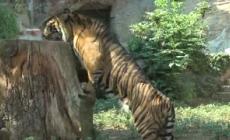 Contro l'anticiclone Caronte, ghiaccioli per gli animali al Bioparco di Roma
