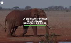 La giornata mondiale dell'elefante, una specie a rischio