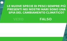 Ansa VERIFIED - Le nuove specie di pesci sempre piu' presenti nei nostri mari sono una spia del cambiamento climatico?