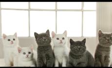 Al via il corso per diventare balia di gattini