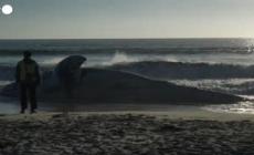 Messico, carcassa di balena si arena sulla spiaggia di Tijuana