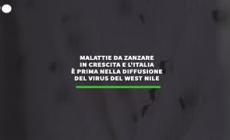 Malattie da zanzare in crescita, Italia prima nella diffusione del West Nile