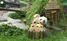 Mosca, il panda Katyusha compie due anni