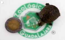 In Messico e' nata la tartaruga del fango di Vallarta, la piu' piccola del mondo