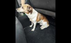 Turisti bloccano la statale e salvano una cagnetta smarrita a Ortisei