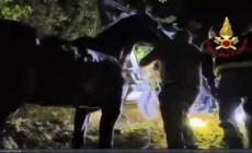 Due cavalli bloccati in un burrone nell'Ascolano, salvati