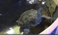 Genova, all'Acquario un rifugio per le tartarughe dei mari liguri