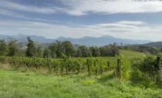 +++ DOPPIONE +++ Viticoltura eroica, vigneti a 800 metri di quota sull'Appennino umbro