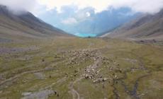 Tempo di transumanza in Alto Adige, il ritorno delle pecore dall'Austria
