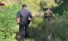 Scoperta una piantagione di canapa nel Reggino, tre denunciati