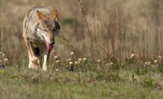 Wwf, lupo abbattuto è passo indietro per coesistenza con l'uomo