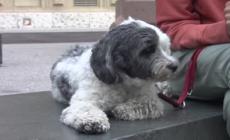 A Bolzano una tassa di soggiorno per 'turisti' a 4 zampe