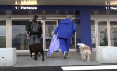 Con Ita il primo volo pet-friendly: "Italia prima in Europa"