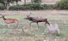 Abruzzo, cominciata la stagione degli amori dei cervi