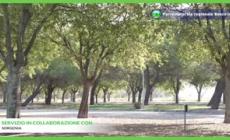 Nel verde ben gestito gli alberi crescono di piu'