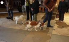 Francia, una chiesa celebra una cerimonia di benedizione per gli animali domestici