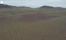 Il miracolo del "deserto fiorito" in Cile: l'Atacama si trasforma in un mare di colori