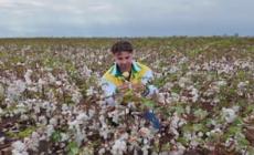 Partita nel Foggiano la raccolta del cotone 100% italiano