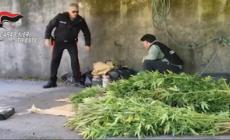 Scoperta una piantagione di marijuana nel Carso, un arresto